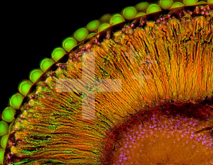 Fluorescence micrograph showing adult fruit fly (Drosophila melanogaster) compound eye, cut horizontally through the rhabdomeres (photoreceptors, electrical impulse transducing structures); stain with anti-rhodopsin (green) and anti-actin (red) antibody. Additionally, surface lenses (left and upper, exterior side of image) are visible in green and part of brain (many nuclei in blue, stain with Hoechst); mag.600x (at 13 x 17 in.)