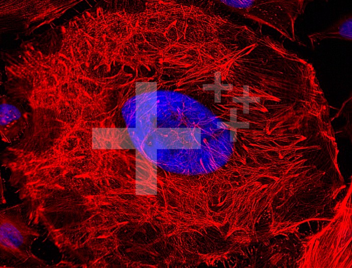 Fluorescence micrograph of a HeLa cell (human cervical cancer cell), showing the cytoskeletal microfilaments (actin, red), and nuclei stain with Hoechst (DNA, blue), mag. 1500x (at 13 x 17 in.).  ....