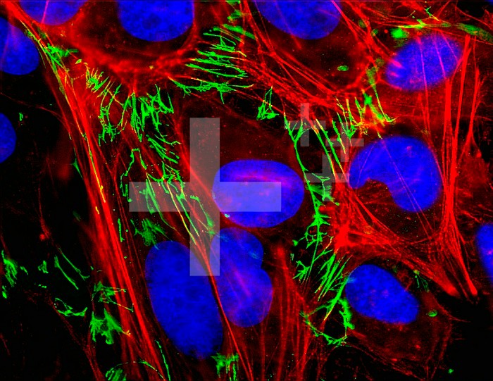 Fluorescence micrograph of HeLa cells (human cervical cancer cells), showing the extracellular matrix protein (fibronectin, green), cytoskeletal microfilaments (actin, red), and nuclei (DNA, blue), mag. 1200x (at 13 x 17 in.).