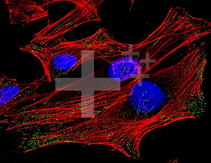 Fluorescence micrograph of HeLa cells (human cervix adenocarcinoma) showing the cytoskeletal microfilaments (actin, red) and clathrin coated secretory vesicles (clathrin adaptor protein, green); nucleus stain with Hoechst (blue); mag.1200x (at 13 x 17 in.)