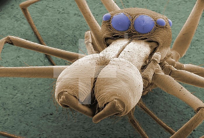 Spider face, showing jaws, fangs, and multiple eyes. ESEM