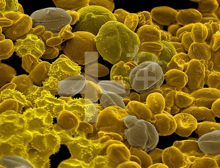 Various grains of pollen. SEM