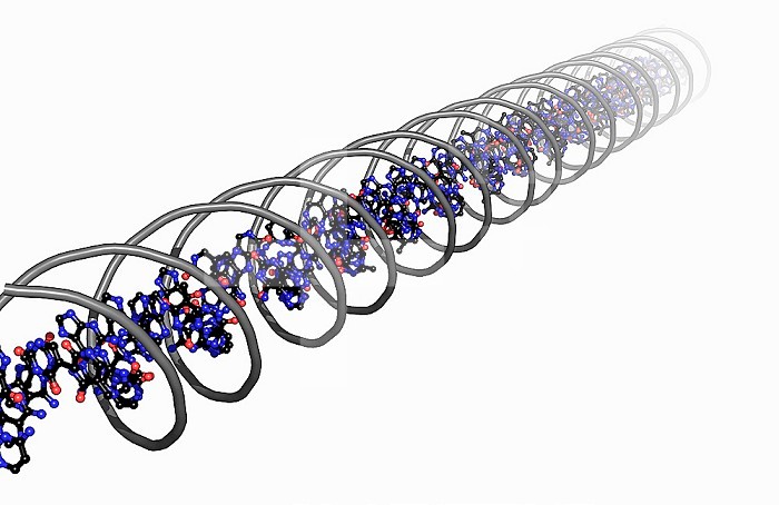 DNA molecular model within a coil
