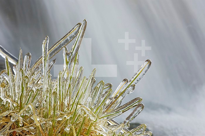 Sheaths of ice coat blades of grass alongside a small waterfall on a cold morning, Colorado, USA.