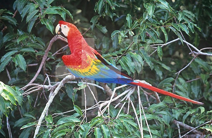 Scarlet Macaw ,Ara macao, Amazonia, Brazil, South America.