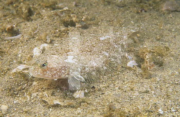 Speckled Sanddab juvenile protectively colored flatfish ,Citharichthys stigmaeus, Pacific Coast of North America.