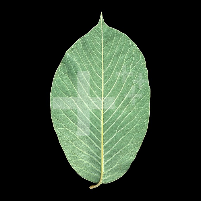 Magnolia leaf underside showing the venation pattern.