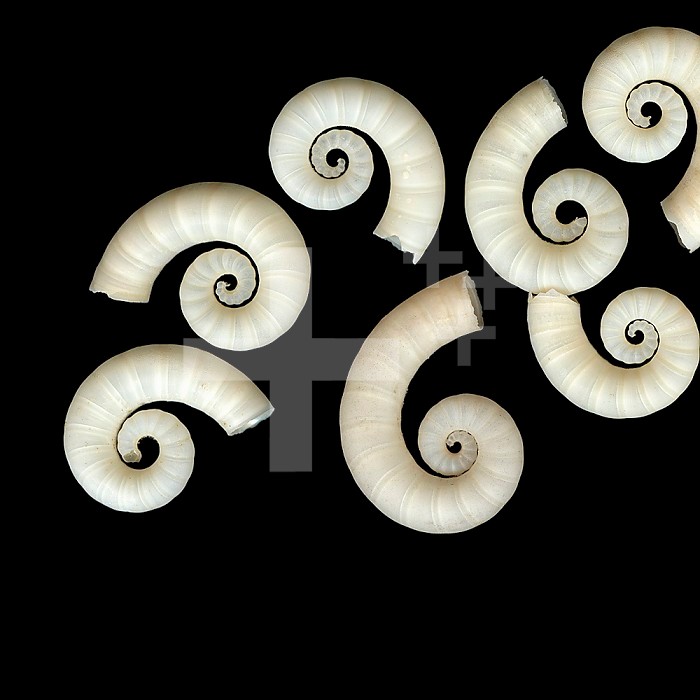 Spirula cephalopod mollusk shells, Australia.