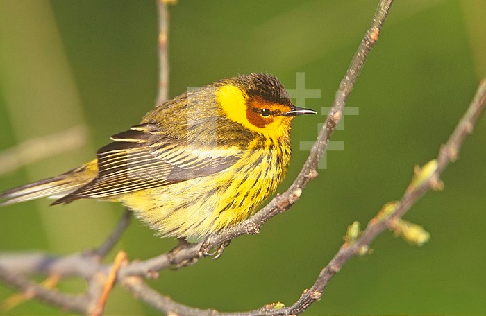 Cape May Warbler ,Dendroica tigrina, Eastern USA.