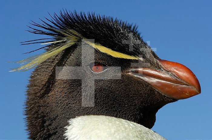 Rockhopper Penguin head (Eudyptes chrysocome) showing the thin yellow supercilium (eyebrow) which does not fuse on the forehead and the bright red eyes, Falkland Islands.