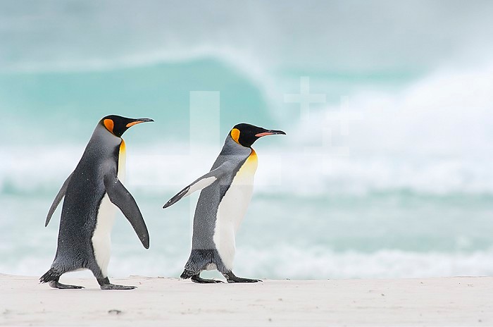 King Penguins (Aptenodytes patagonicus) walking on a sandy beach, Falkland Islands.