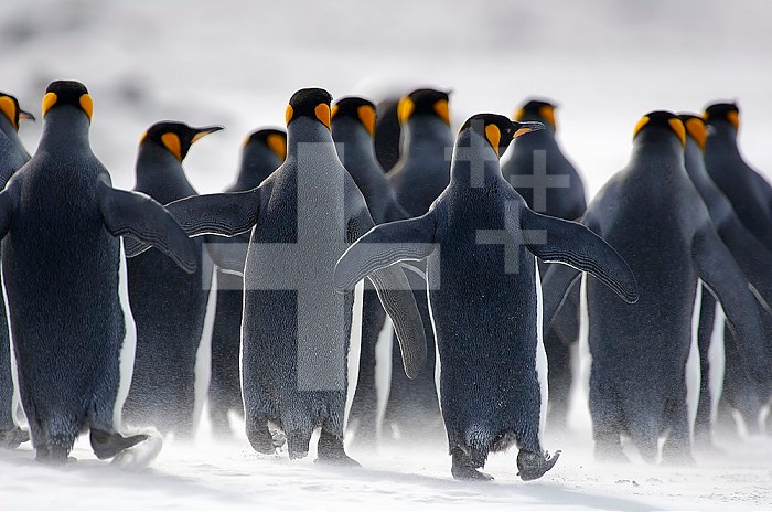 King Penguins (Aptenodytes patagonicus) walking along a sandblown sandy beach, Falkland Islands.