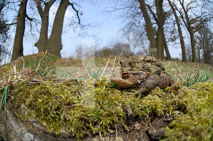 Common Toads in amplexus (Bufo bufo), Europe.