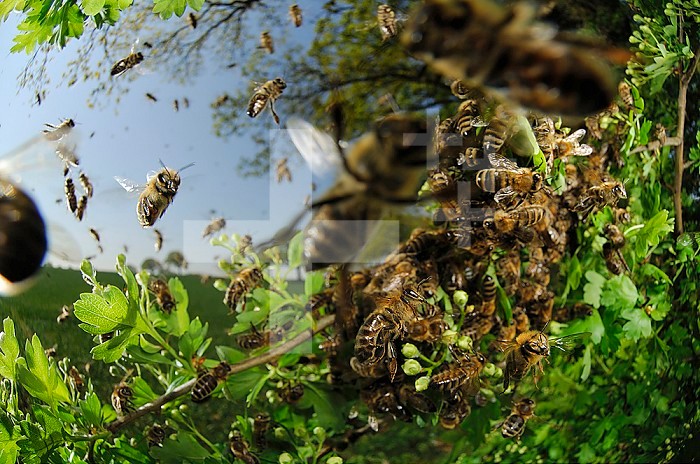 Honey Bee swarm (Apis mellifera). When the size of the colony reaches a certain stage, usually in spring or summer when the nectar flow is at its greatest, the queen and a great many workers, leave the hive in a swarm to rest in a great cluster on a tree branch or similar situation. Scout bees, who may have left the hive some days before, seek out a suitable situation for a new nest and return to the hive to communicate this information, whereupon the whole group moves to the new site.