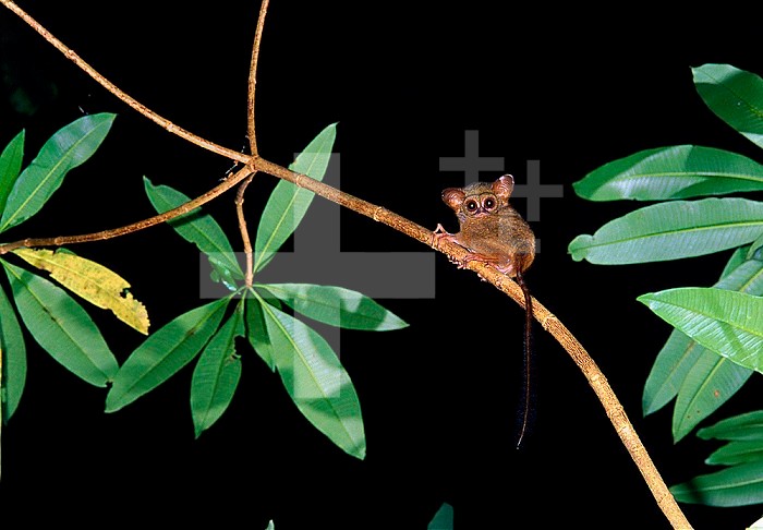 Spectral or Sulawesi Tarsier (Tarsius spectrum) in the rainforest of Tangkoko Nature Reserve, Sulawesi, Indonesia.