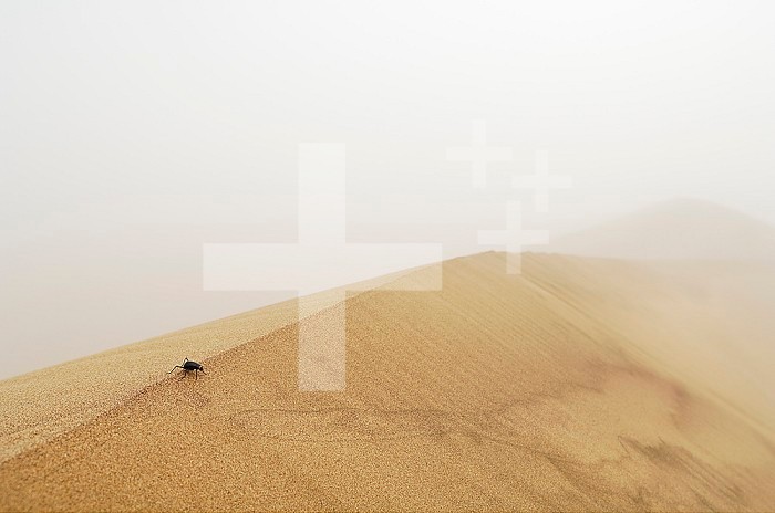 Fog Basking Darkling Beetle(Onymacris unguicularis) gathering water on its body from condensed fog on a sand dune ridge in the Namib Desert, Namibia.