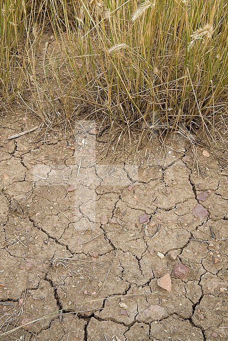Dry soil and grassland vegetation during a drought in northern Colorado.