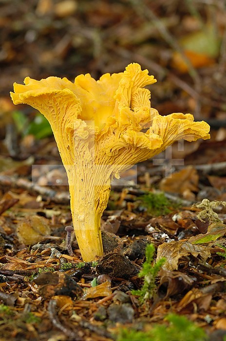 Chanterelle Mushroom (Cantharellus cibarius) growing on the ground in a deciduous woodland.