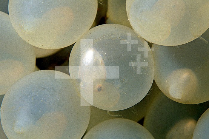 These Pharaoa Cuttlefish eggs (Sepia pharaonis) are two weeks old and the young embryos can be seen through the transparent egg, Thailand.