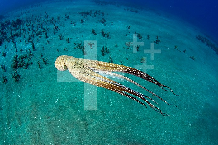 Day Octopus swimming (Octopus cyanea), Hawaii.