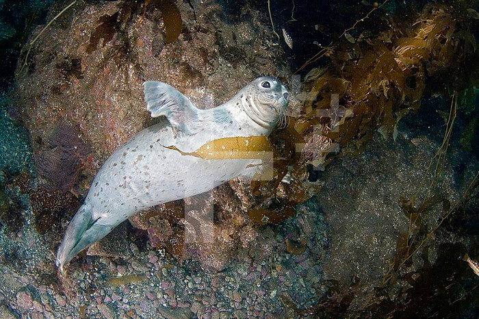 Harbor Seal (Phoca vitulina) swimming in Giant Kelp (Macrocystis pyrifera), Catalina Island, California, USA.