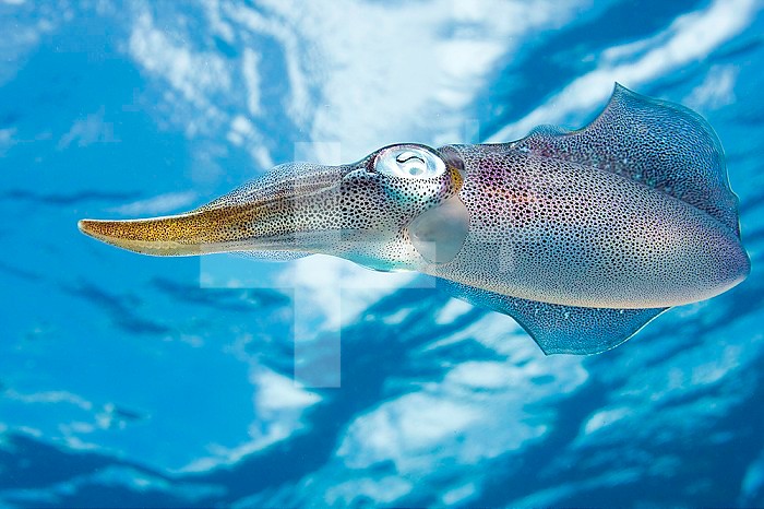 The Caribbean Reef Squid (Sepioteuthis sepioidea) is commonly observed in shallow nearshore water of the Caribbean.