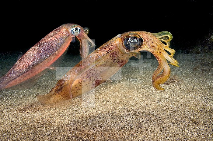 Reef Squids (Sepioteuthis lessoniana), Hawaii, USA.