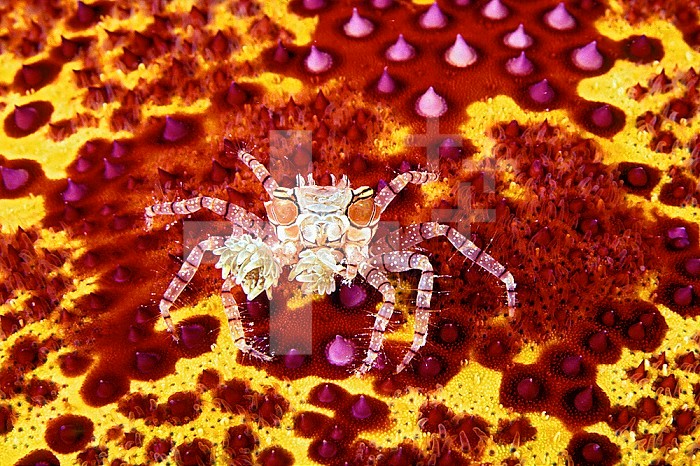 The Boxer or Pom Pom Crab (Lybia tessellata) is associated with Sea Anemones (Triactis) that it carries around holding them with their claws and using them for defense, waving them in front of the possible aggressor. This is a mutualistic symbiosis, the benefit for the sea anemone being transported with more ease in finding the food,  Hawaii, USA. This Crab is on the surface of a Cushion Seastar.