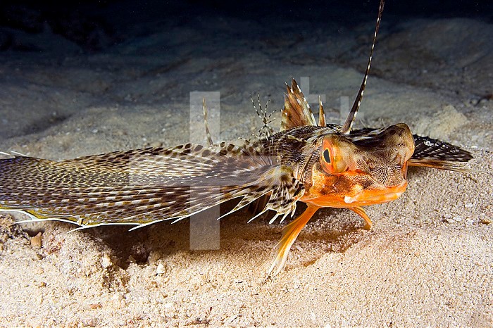 The Oriental Flying Gurnard (Dactylopterus orientalis) is remarkable for its enormous, winglike pectoral fins, Hawaii, USA.