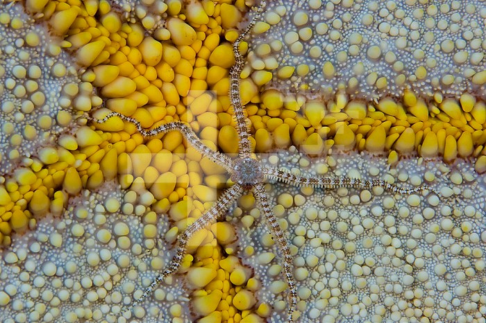 A Reticulated Brittle Star (Ophiocoma brevipes) on the ventral surface of a Cushion Starfish (Culcita novaeguineae), Hawaii, USA.