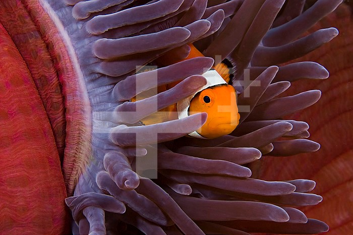 Clown Anemonefish (Amphiprion percula) in a Sea Anemone (Heteractis magnifica), Indonesia.