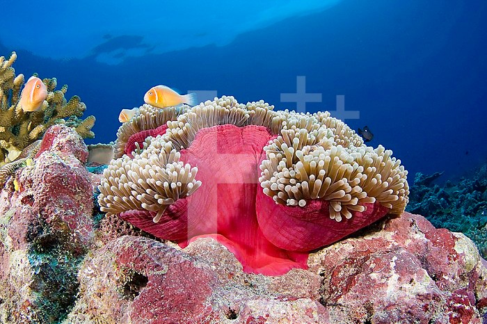Pink Anemonefish (Amphiprion perideraion) associated with the Sea Anemone (Heteractis magnifica), Yap, Micronesia.