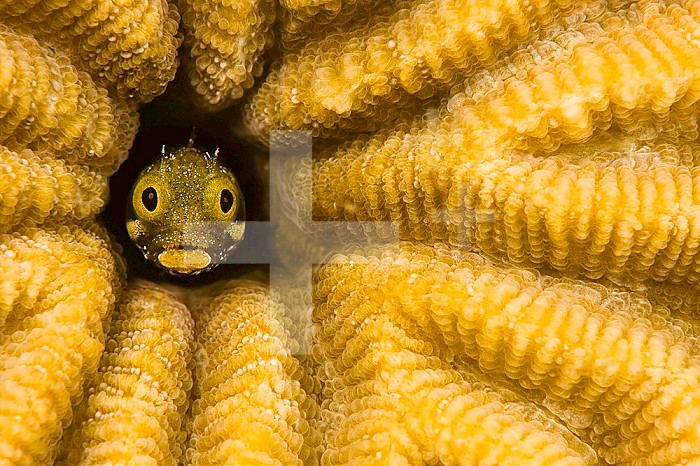 Spinyhead Blenny (Acanthemblemaria spinosa) in a hard coral, Netherland Antilles, Bonaire, Caribbean.