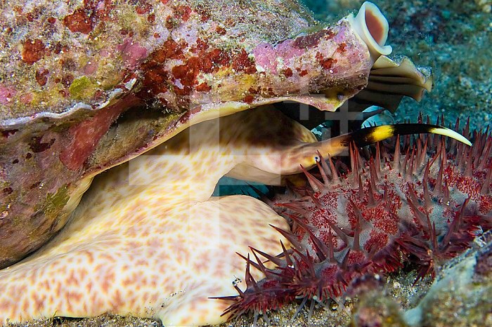 A Triton Trumpet (Charonia tritonis) attacking a Crown-of-Thorns Starfish (Acanthaster planci) which feeds on live coral and is covered with very sharp spines, Hawaii, USA.