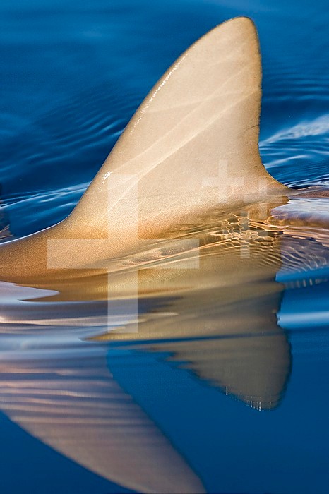 The dorsal fin of a Gray Reef Shark (Carcharhinus amblyrhynchos) breaks the calm ocean surface, Hawaii, USA.