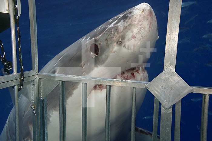 Great White Shark investigating a shark cage (Carcharodon carcharias), Guadalupe Island, Mexico.