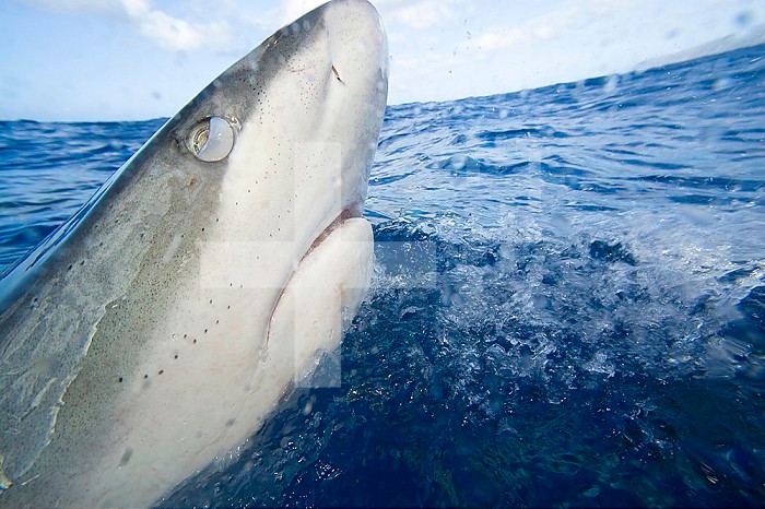 Galapagos Shark head (Carcharhinus galapagensis)breaking the surface and showing the protective cover over its eye known as the nictitating membrane, Hawaii, USA.