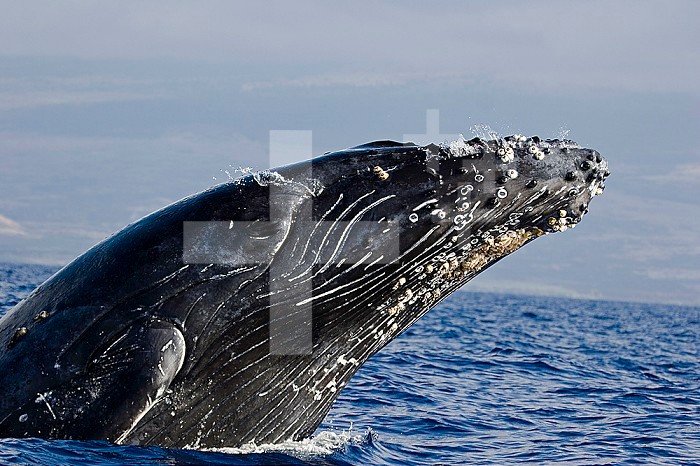 Breaching Humpback Whale (Megaptera novaeangliae), Hawaii, USA. Note the Barnacles on its skin.