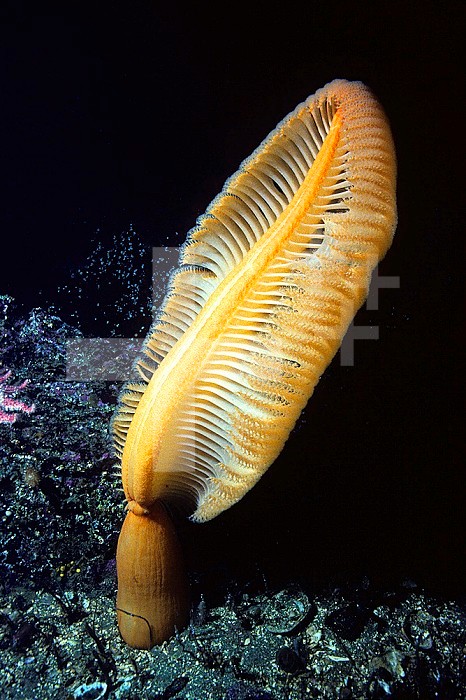 The Orange Sea Pen (Ptilosarcus gurneyi) is actually a colony of animals that can withdraw into the soft sediment where it lives, British Columbia, Canada.