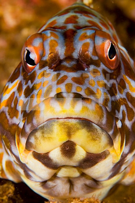 Face of the Stocky Hawkfish (Cirrhitus pinnulatus), a species that can reach nearly 12 inches in length and is common is shallow waters of Hawaii, USA.