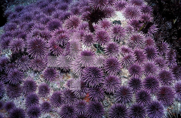 Purple Sea Urchin (Strongylocentrotus purpuratus), Pacific Coast of North America.