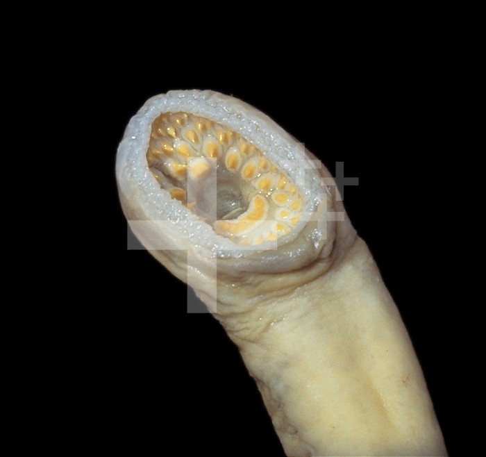 Silver Lamprey Mouth (Ichthyomyzon unicuspis), Petromyzontidae, USA.