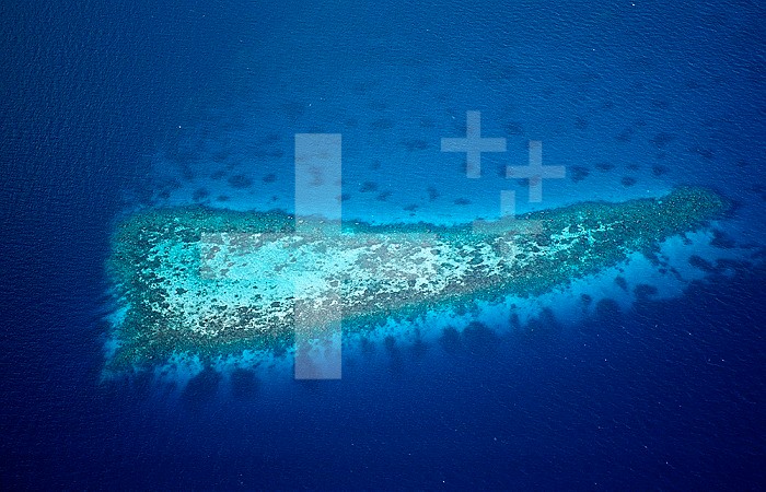 Aerial View of Coral Reefs, Maldives, Indian Ocean, Felidu Atoll