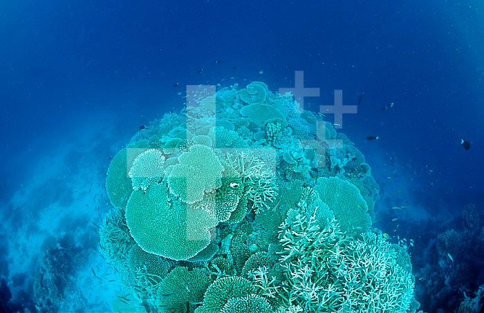 Coral Reef with Hard Corals, Maldives, Indian Ocean, Felidu Atoll