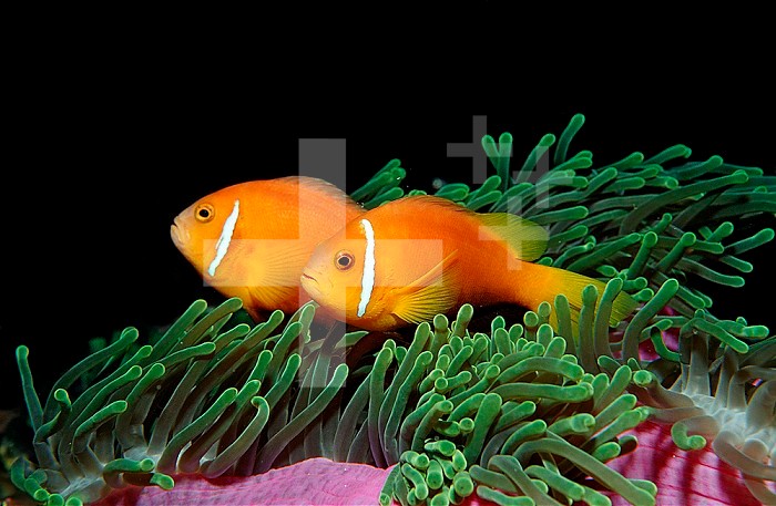 Maldive Anemonefish (Amphiprion nigripes), an endemic species, Maldives, Indian Ocean, Meemu Atoll
