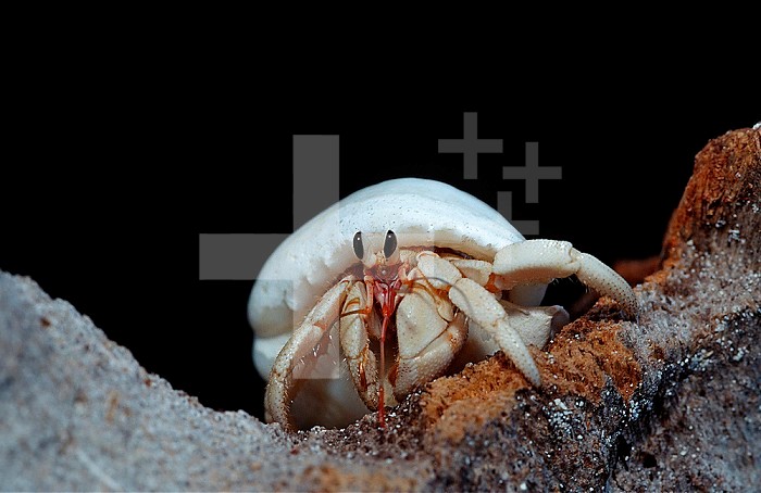 Land Hermit Crab, Maldives, Indian Ocean, Meemu Atoll