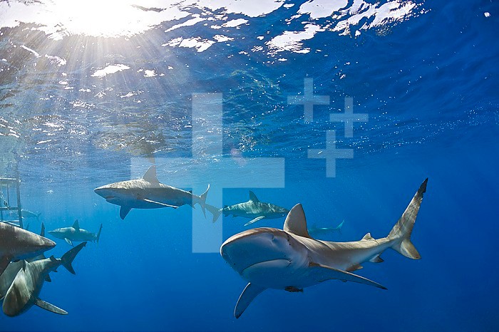 Galapagos Sharks (Carcharhinus galapagensis), Oahu, Pacific Ocean, Hawaii, USA