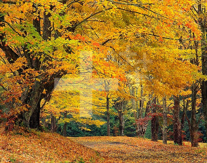 Autumn Maple tree overhanging a country lane around Bass Lake near Blowing Rock, North Carolina, USA.