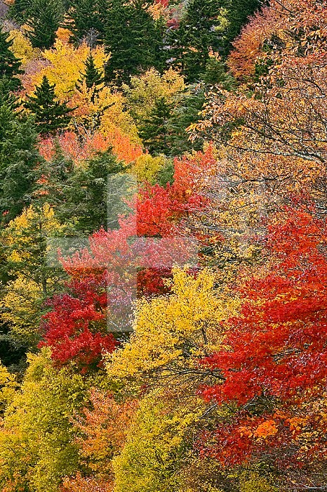 Fall colors in the Southern Appalachian Mountains, North Carolina, USA.