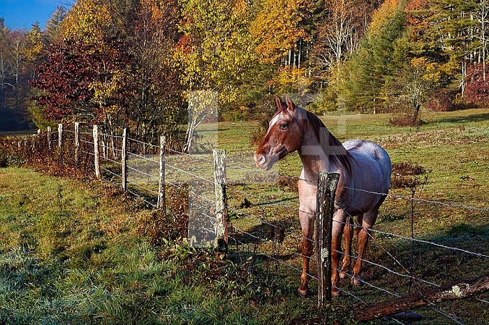 Horse in a fenced pasture with fall colors in the background, North Carolina, USA.